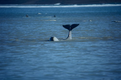 Observe the majestic Beluga whales on Somerset Island