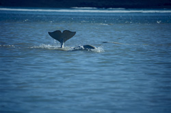 Beluga