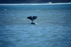 Fascinating Beluga Whales at Cunningham Inlet - Somerset Island