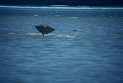 Fascinating encounter with Beluga whales in the waters of Somerset Island