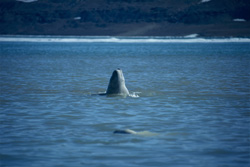 Fascinating Beluga Whale on its journey through the Cunningham Inlet