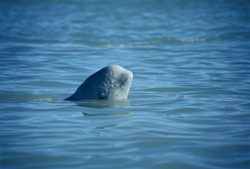 Jeune béluga sur l'île de Somerset - Rencontre fascinante avec un habitant marin curieux