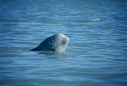 Young Beluga whale baby observes its surroundings on Somerset Island