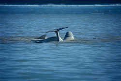 Somerset Island - Main Migration Route for Beluga Whales