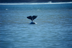 Beluga Whale Fluke - Majestic Marine Mammals at Cunningham Inlet