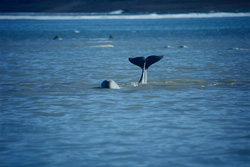 Fluke of a young beluga whale: Fascination of the Arctic waters