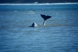 Beluga Whales on Somerset Island: Majestic Fluke at Cunningham Inlet