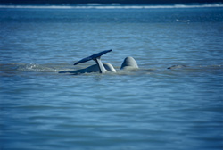 Fascinating encounter with beluga whales at Cunningham Inlet on Somerset Island