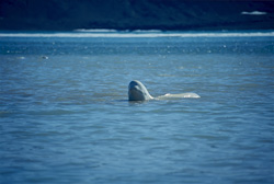 Experience the majestic beauty of Beluga whales on Somerset Island