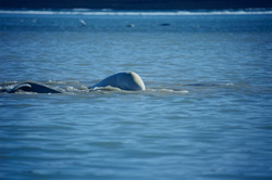Beluga whales gather in July and August in Cunningham Inlet on Somerset Island