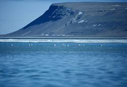 Beluga Whales in the Melt Water at Cunningham Inlet on Somerset Island