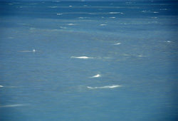 Beluga Whales at Cunningham Inlet - Majestic White Whales against the backdrop of the Canadian Arctic