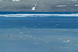 Beluga Whales Spotted on Somerset Island at Cunningham Inlet