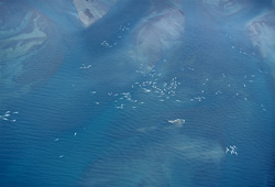 Beluga Whales - Majestic Sea Creatures at Cunningham Inlet