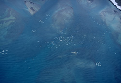 Unique aerial photograph of Beluga Whales at Cunningham Inlet on Somerset Island