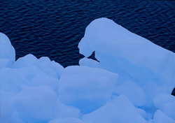 Captivating Arctic Ice Pack at Cape Anne in Nunavut, Canada