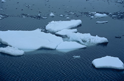 Drifting ice floes and Belugas at Cape Anne in Canada