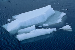 Unique ice landscape at Cape Anne: Belugas and polar bears in the Arctic