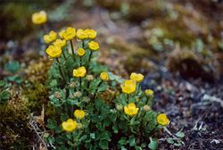 Admirer la potentille hyparctique jaune vif sur Cape Ann