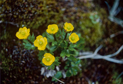 Descubre la belleza de la potentilla ártica en el Ártico