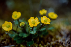 Discover the fascinating beauty of the Arctic cinquefoil in the Arctic region