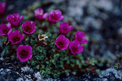 Tapis coloré de saxifrage à feuilles opposées - Découvrez la beauté de l'Arctique