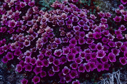 Explore the Wonders of Purple Mountain Saxifrage in the Arctic