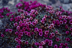 Discover the Beauty of Purple Saxifrage in the Arctic Cold Desert