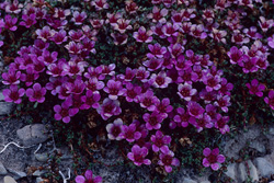 Découvrez le Saxifrage à feuilles opposées rouge sur Cape Anne au Canada