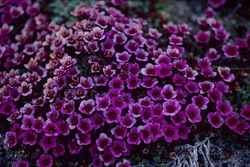 Saxifraga oppositifolia - Splendeur florale dans le climat arctique du Cap Anne