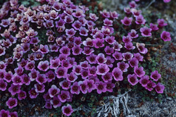 Couleurs intenses de la saxifrage opposée en fleur dans l'Arctique