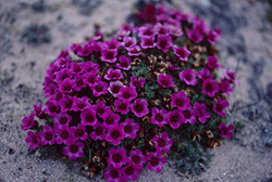 Opposite-leaved Saxifrage