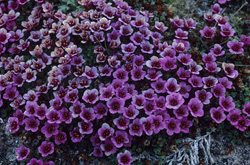 Découvrez la beauté de la Saxifrage opposée rouge dans l'Arctique