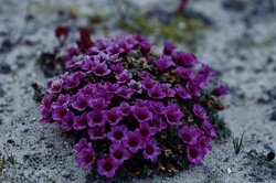 Coussins colorés de saxifrages au Cap Anne - un contraste avec le paysage aride