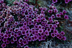 Le monde fascinant du saxifrage à feuilles opposées dans l'Arctique