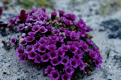 Splendeur des fleurs rouges du Saxifrage opposée dans les régions arctiques