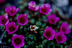 La « fleur du territoire du Nunavut », la Saxifrage à feuilles opposées dans le climat arctique
