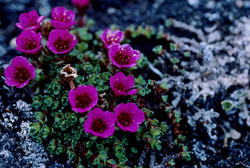 Couleurs intenses et résistance au froid extrême : La saxifrage à feuilles opposées dans l'Arctique