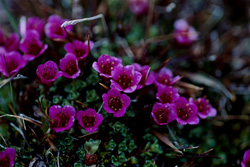 Fascination de la saxifrage opposée dans la nature arctique