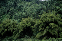 Immerse Yourself in the Green Splendor of Fiji's Jungle on Viti Levu