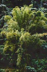 Bamboo in the lush Rainforest of Viti Levu, Fiji