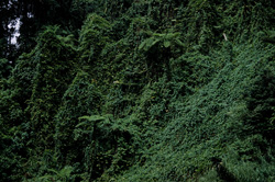 Majestic Rainforest on Viti Levu, Fiji