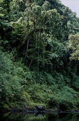 Explore the Diversity of the Fijian Rainforest on Viti Levu