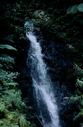 Picturesque waterfall in the lush rainforest of Viti Levu, Fiji
