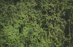 Explore the fascinating rainforest in Fiji