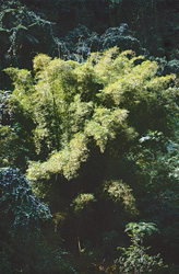 Majestic bamboo plants in the lush rainforest of Fiji