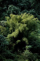 Beautiful fast-growing bamboo in the lush rainforest of Fiji
