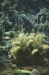 Picturesque bamboo concentration in the lush rainforest of Viti Levu, Fiji
