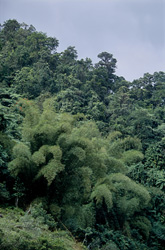 Explore Bamboo in the Picturesque Rainforest of Fiji