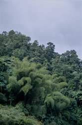 Explore the fascinating rainforest in Fiji